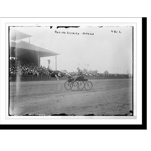 Historic Print, Mineola, race track, racing ostrich, 18" x 24"