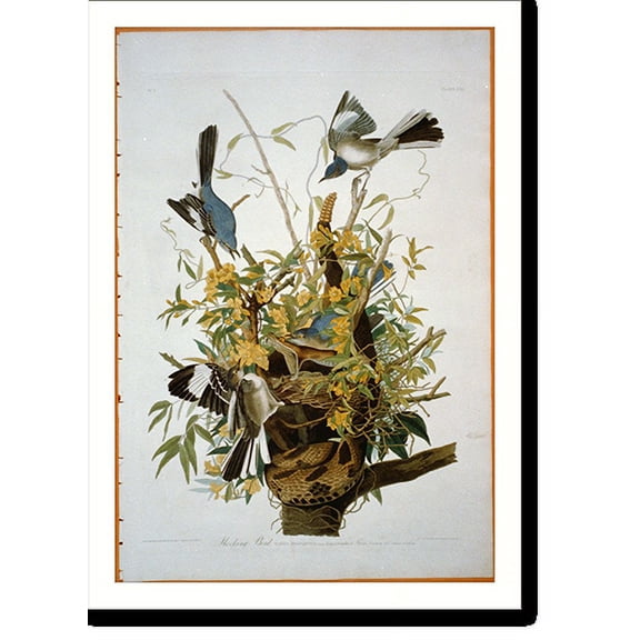 Historic Print, Mockingbird, 18" x 24"