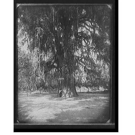 Historic Print, Montezuma's tree, Mexico, 18" x 24"