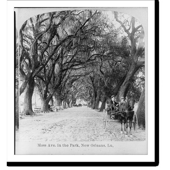 Historic Print, Moss Ave. in the Park, New Orleans, La., 18" x 24"