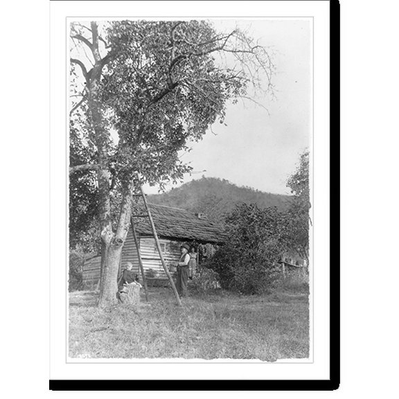 Historic Print, [Mountain apple tree], 18" x 24"