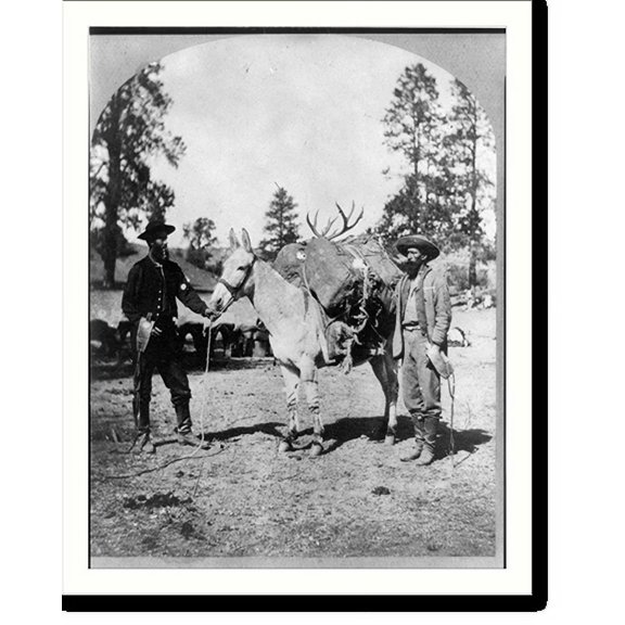 Historic Print, Mountain transportation. Pack mule, pack and packers., 16" x 20"