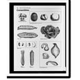 thumbnail image 1 of Historic Print, [Mushrooms, potatoes, peas, cabbage, beans, celery, corn, and squash], 16" x 20", 1 of 3