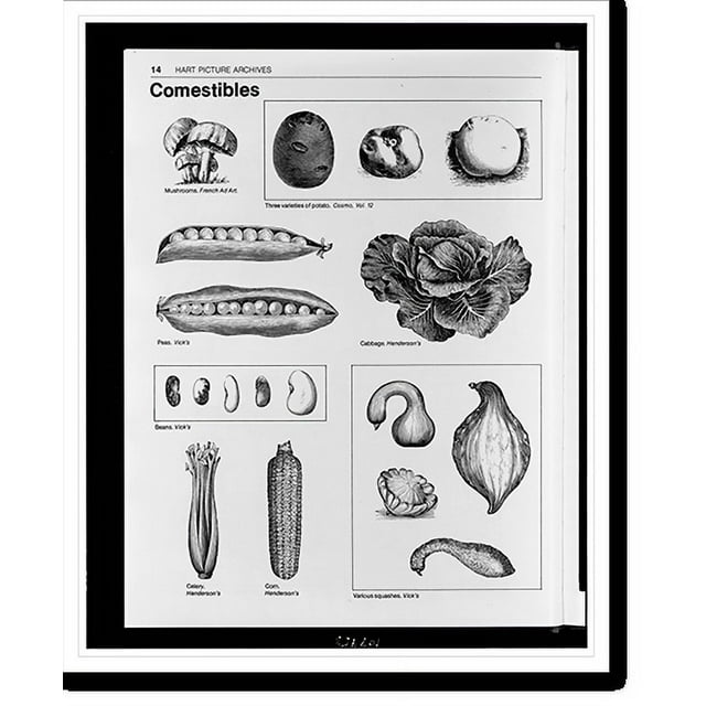 Historic Print, [Mushrooms, potatoes, peas, cabbage, beans, celery, corn, and squash], 16" x 20"