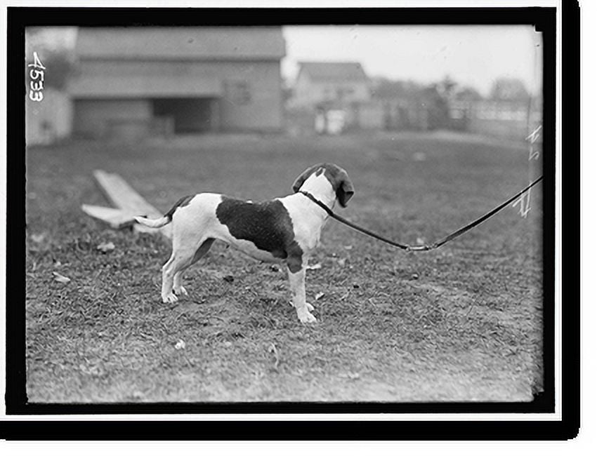Historic Print, NATIONAL BEAGLE CLUB OF AMERICA. DOGS OWNED BY RAYMOND