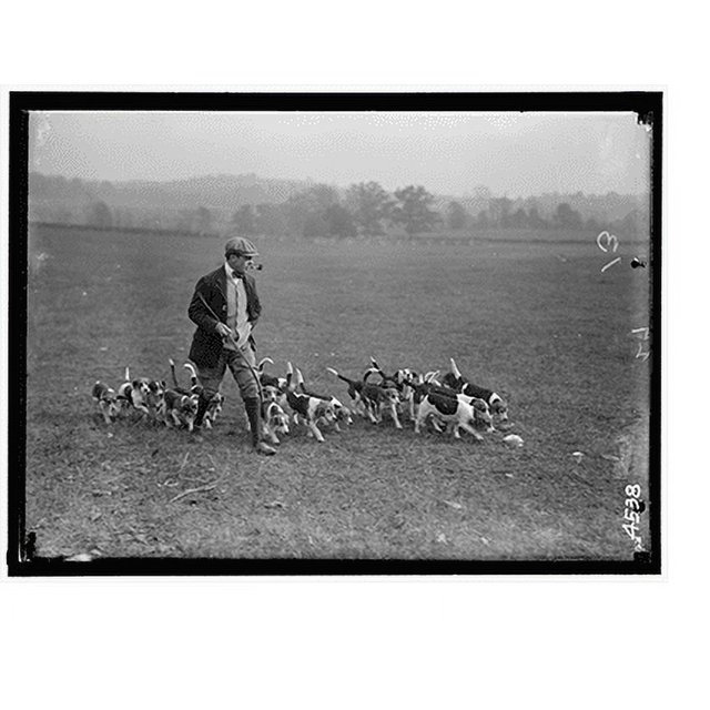 Historic Print, NATIONAL BEAGLE CLUB OF AMERICA. DOGS OWNED BY RAYMOND