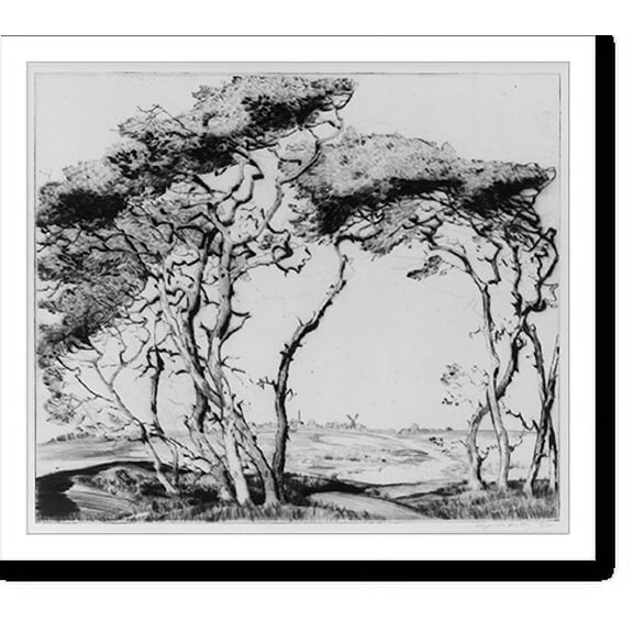 Historic Print, [Nantucket thorn trees], 18" x 24"