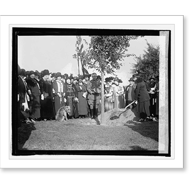Historic Print, National War Mothers of Dist. plant tree at Lincoln