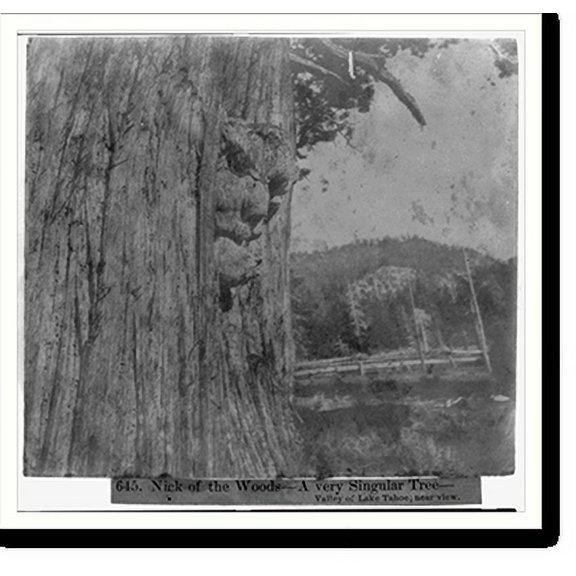Historic Print, Nick of the Woods. A very Singular Tree. Valley of Lake Tahoe, near view, 16" x 20"