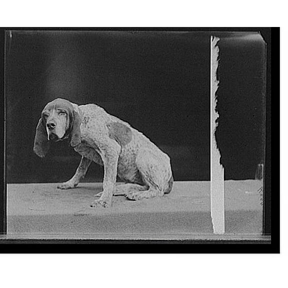 Historic Print, Old Ben, English fox hound, 16" x 20"