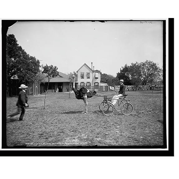 Historic Print, Oliver W., the famous trotting ostrich [at Florida Ostrich Farm, Jacksonville] - 2, 18" x 24"
