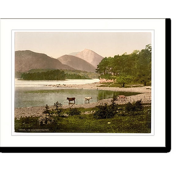 Historic Print, On Derwentwater cattle study Lake District England, 16" x 20"