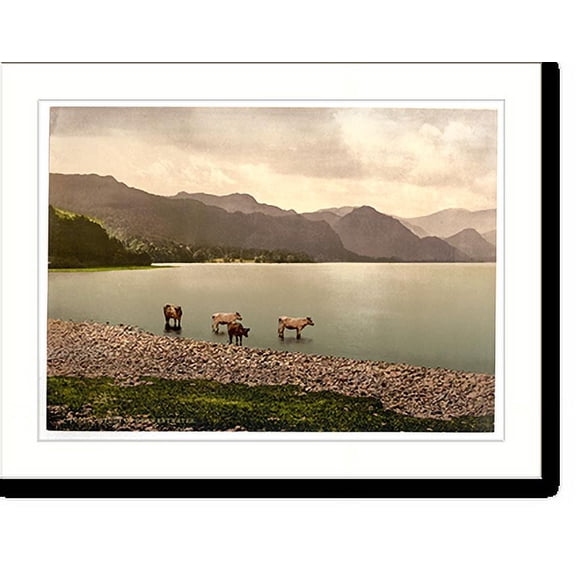 Historic Print, On Derwentwater cattle study Lake District England - 2, 16" x 20"