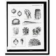 Historic Print, [Onions, swiss chard, asparagus, cauliflower, carrot