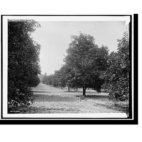 Historic Print, Orange grove, Seville, Fla., 16" x 20"