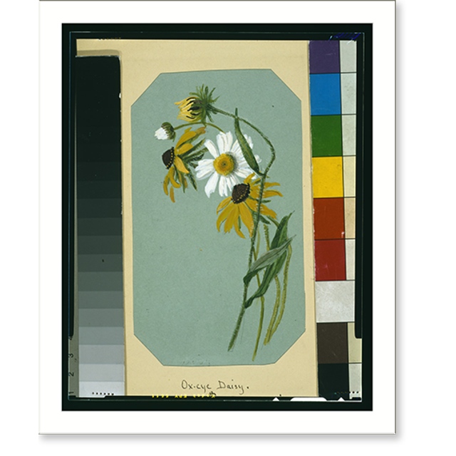 Historic Print, Oxeye daisy & blackeyed susan 2, 16" x 20