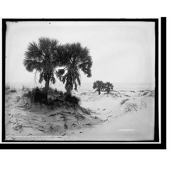 Historic Print, Palmettoes on Isle of Palms near Charleston, S.C. - 2, 16" x 20"