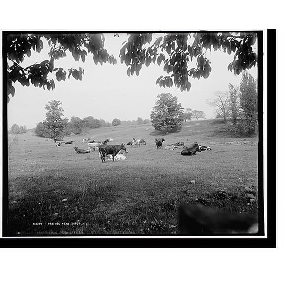 Historic Print, Pasture near Ithaca, N.Y., 16" x 20"