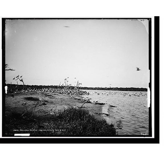 Historic Print, Pelican Island, Indian River, 16" x 20"