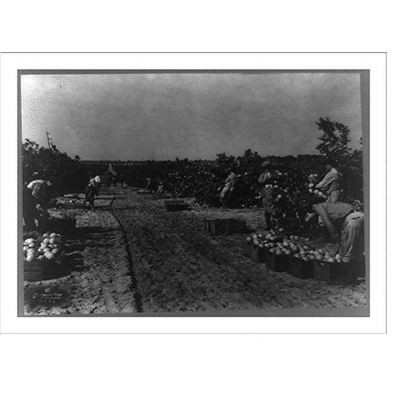 Historic Print, [People picking grapefruit, Florida], 16" x 20"