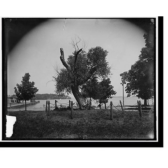 Historic Print, [Perry's willow, Put-in-Bay], 18" x 24"