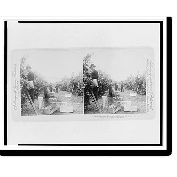 Historic Print, Picking oranges, Riverside, California, U.S.A., 18" x 24"