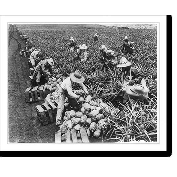 Historic Print, Picking pineapples, Hawaii, 18" x 24"