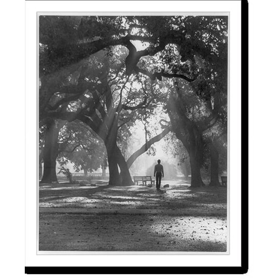 Historic Print, [Picturesque campus scene - Santa Rosa Junior College, Santa Rosa, Calif.], 16" x 20"
