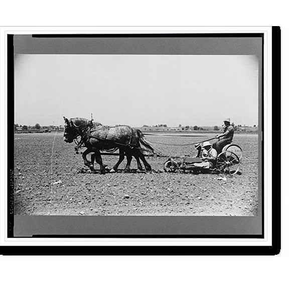 Historic Print, Planting tomatoes, Wabash Farms, Indiana, 16" x 20"