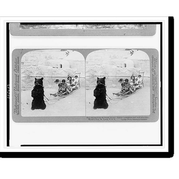 Historic Print, Play-fellows from the frozen Arctic. Eskimo youngsters and their tame bear, World's Fair, St. Louis, U.S.A., 16" x 20"