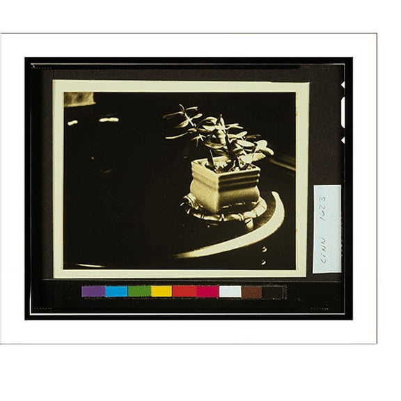 Historic Print, [Potted jade plant], 16" x 20"