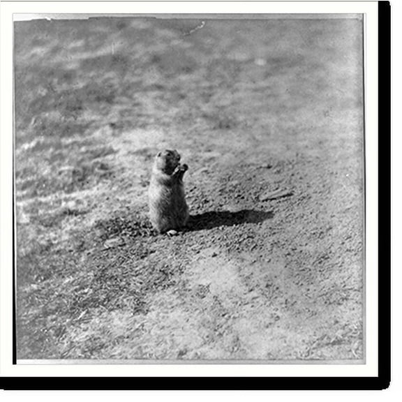 Historic Print, Prairie dog at Prairie Dog Town, Abilene, Kansas, 447 miles west of St. Louis, Mo., 16" x 20"