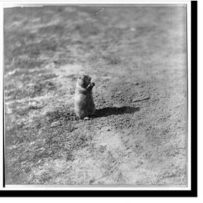 Historic Print, Prairie dog at Prairie Dog Town Abilene Kansas 447 miles west of St. Louis Mo., 16" x 20"