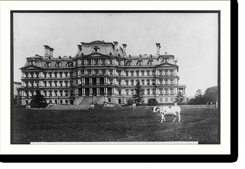 Historic Print, Pres. Taft's cow, Pauline Wayne, grazing on the lawn on