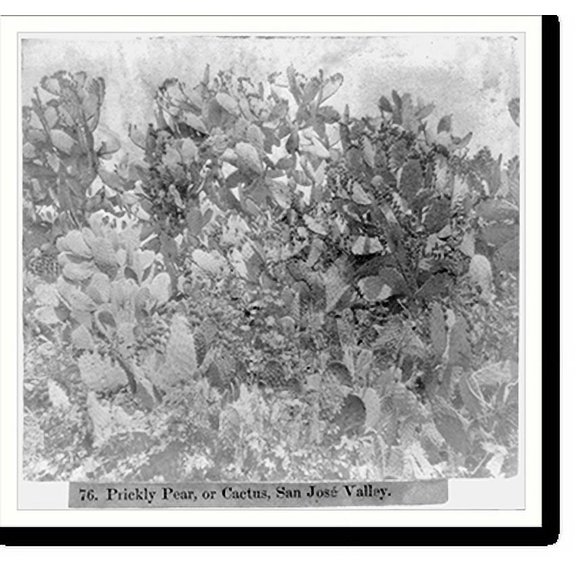 Historic Print, Prickly Pear, or Cactus, San Jose Valley, 18" x 24"