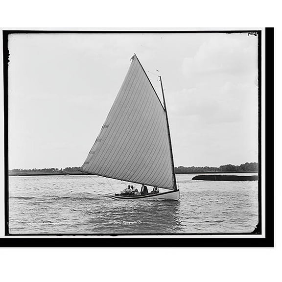 Historic Print, Primrose, 18" x 24"