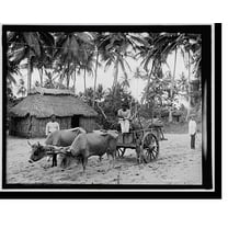 Historic Print, Puerto Rican country scene, 16" x 20"