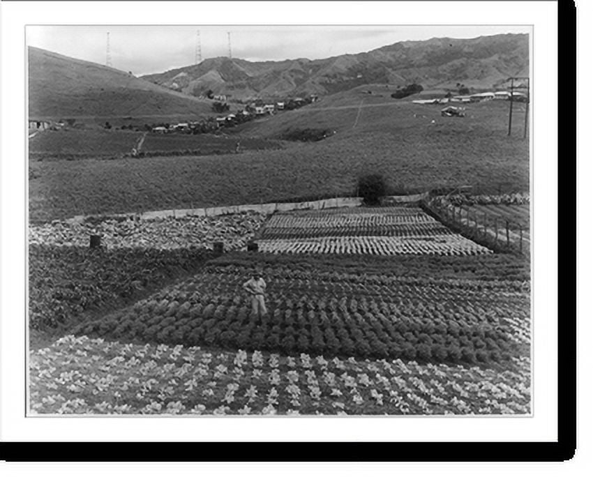 Historic Print, [Puerto Rico Man standing in vegetable field], 16" x