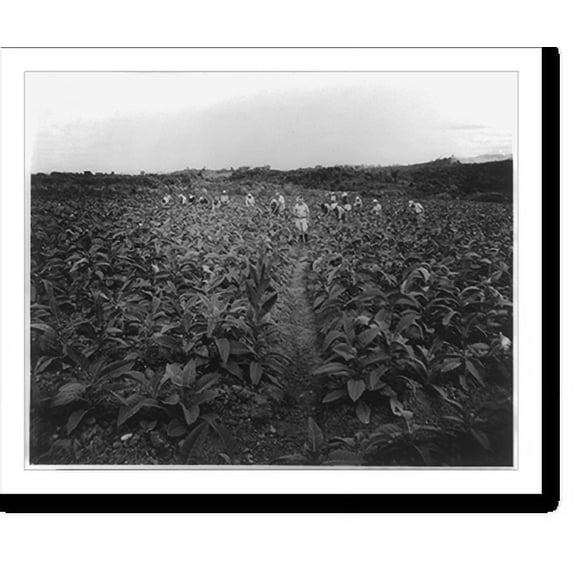 Historic Print, [Puerto Rico: Tobacco harvesting], 16" x 20"