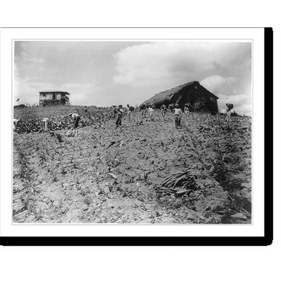 Historic Print, [Puerto Rico: Tobacco harvesting] - 2, 16" x 20"