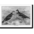 thumbnail image 1 of Historic Print, Quails, 18" x 24", 1 of 3