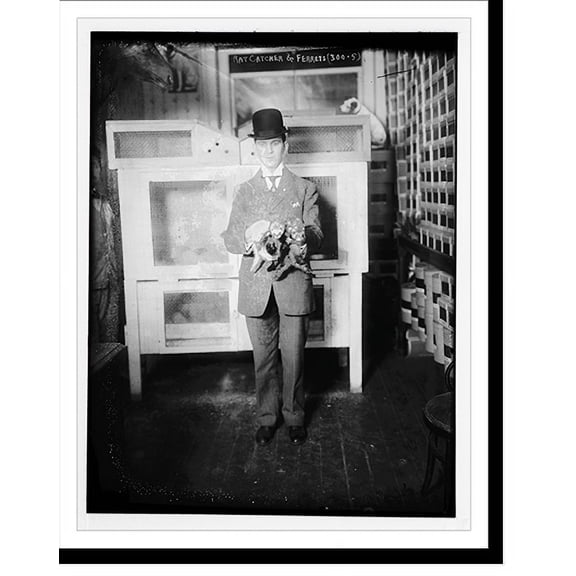 Historic Print, Rat Catcher & Ferrets, 18" x 24"