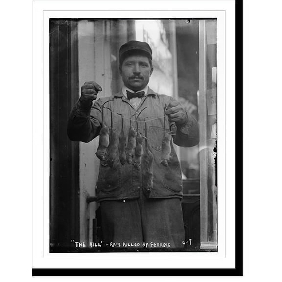 Historic Print, Rat catcher holding string of rats killed by ferrets, 18" x 24"