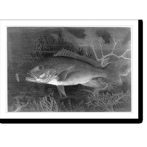 Historic Print, [Red Snapper], 16" x 20"