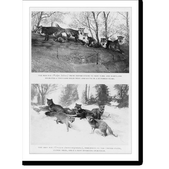 Historic Print, [Red foxes and grey foxes], 16" x 20"