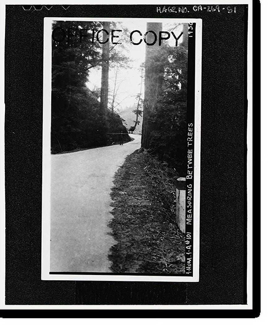 Historic Print, Redwood National & State Parks Roads, California coast