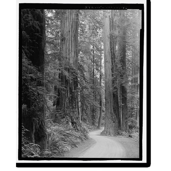 Historic Print, Redwood National & State Parks Roads, California coast from Crescent City to Trinidad, Crescent City, Del Norte County, CA - 35, 16" x 20"