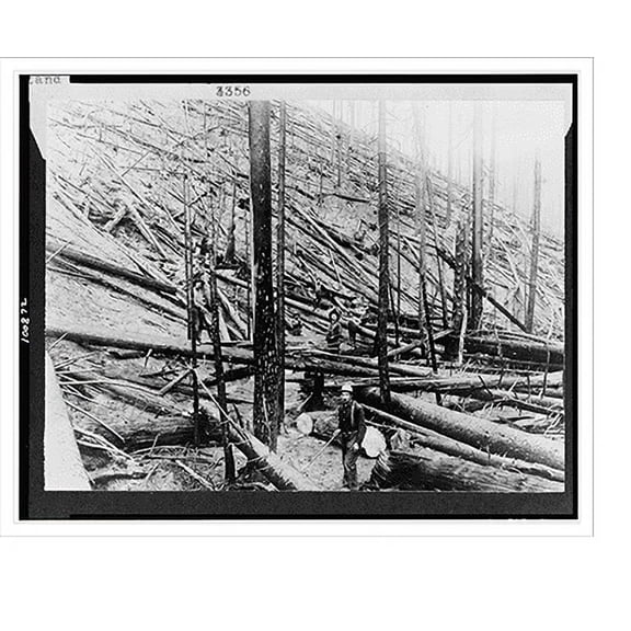 Historic Print, [Result of hurricane and fire in a heavy stand of Idaho white pine on Little North fork of St. Joe River, Coeur d'Alene, Idaho], 16" x 20"