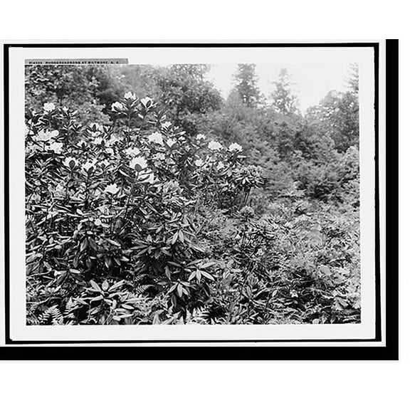 Historic Print, Rhododendrons at Biltmore [House], N.C., 18" x 24"