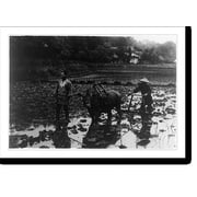Historic Print, Rice culture in Japan Plowing paddy field, 16" x 20"